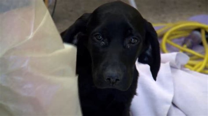 'Save a million puppies:' New treatment aimed at better fighting canine Parvovirus