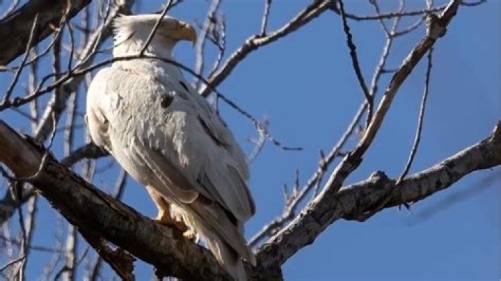 'Very rare' white bald eagle filmed in Oklahoma