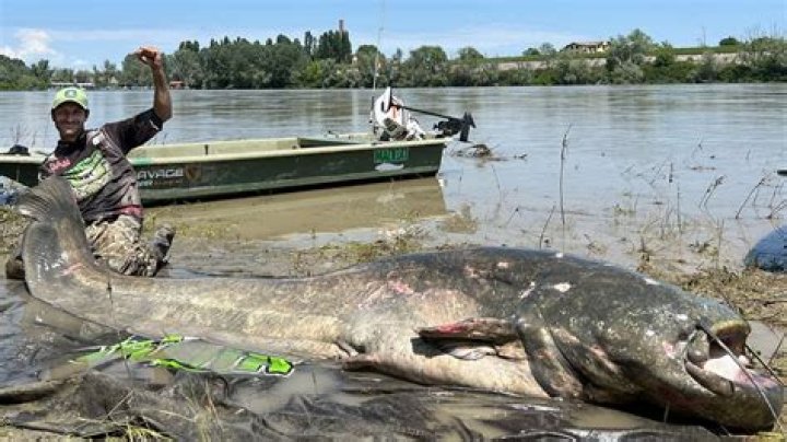 9-foot-long monster catfish caught in Italy