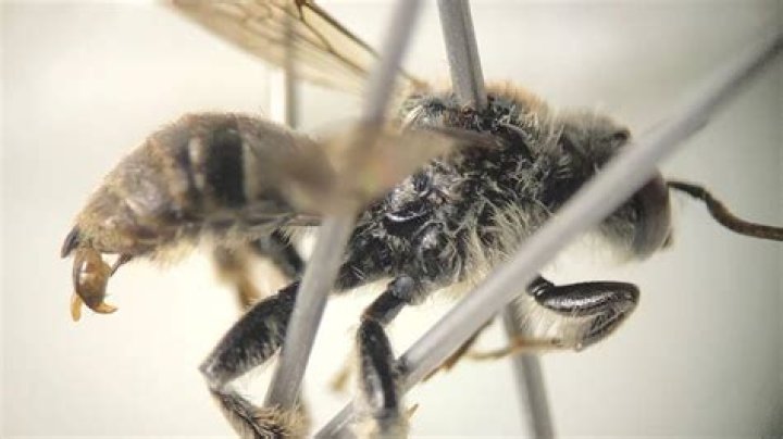 	A rare cuckoo bee — thought to have gone extinct — spotted in Wisconsin’s Northwoods	