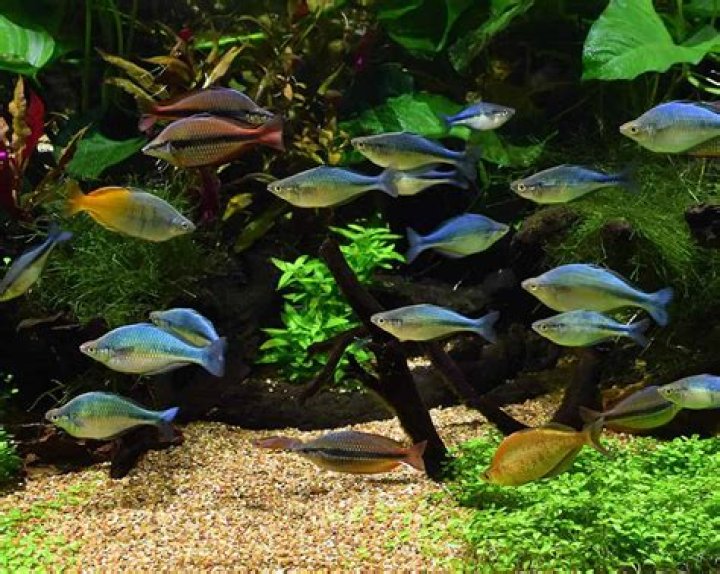 Acrylic Tank Management: Your Ultimate Guide To A Pristine Aquarium