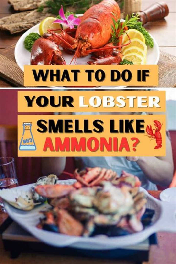 	AMMONIA SMELL MEANS LOBSTER TAILS ARE SPOILED	