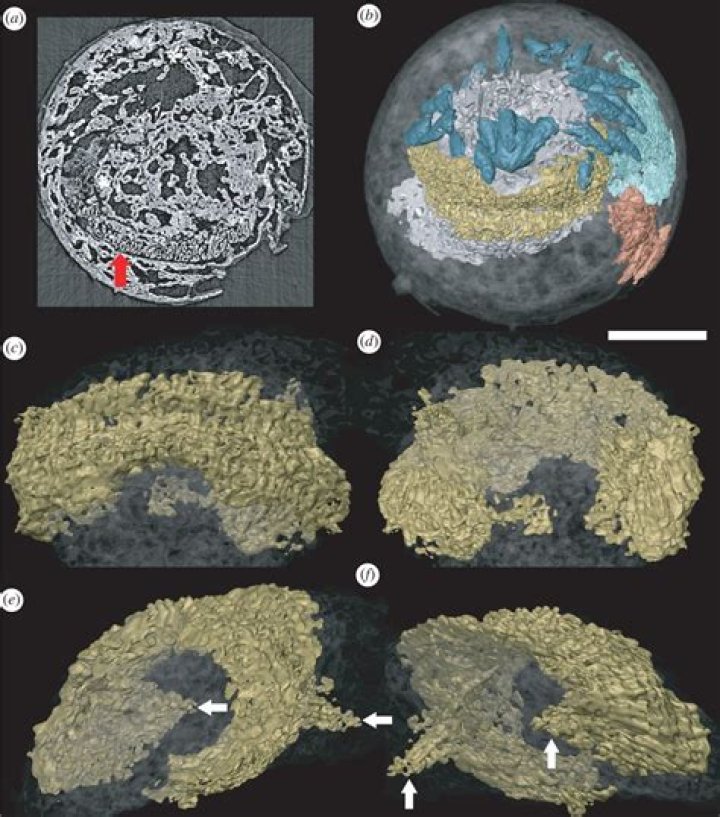 Ancient relatives of ‘penis worms’ discovered in China probably had brains
