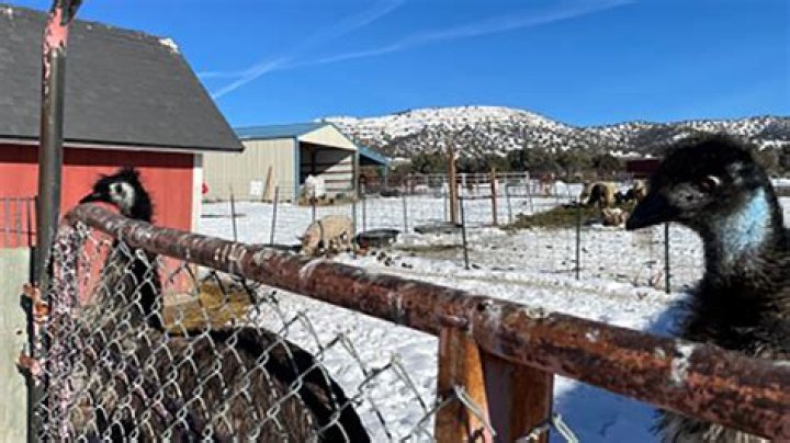 Animal sanctuary needs hay to help feed, keep animals warm