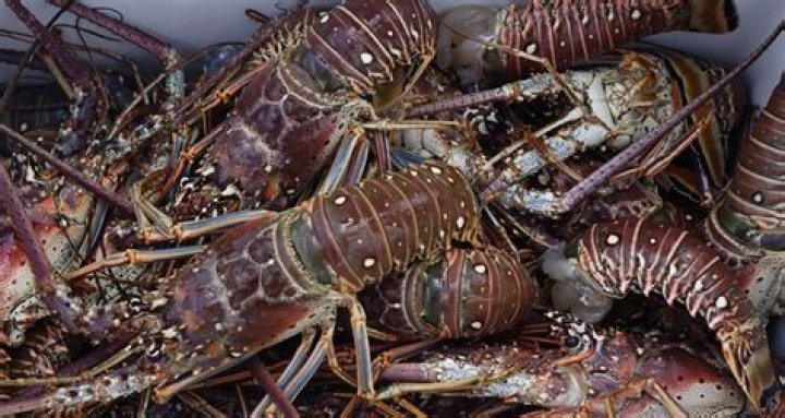 	Arranca la mini temporada de langostas en Florida	