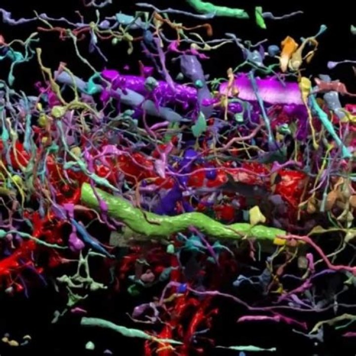 Beautiful 3D brain map reveals connections between cells with nano-scale resolution