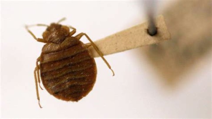 Bedbugs invade movie theater in Pennsylvania
