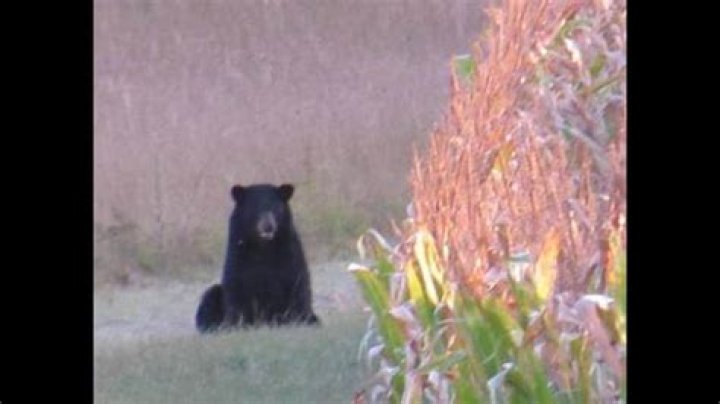 Black bear kills 16-year-old boy during race in Alaska