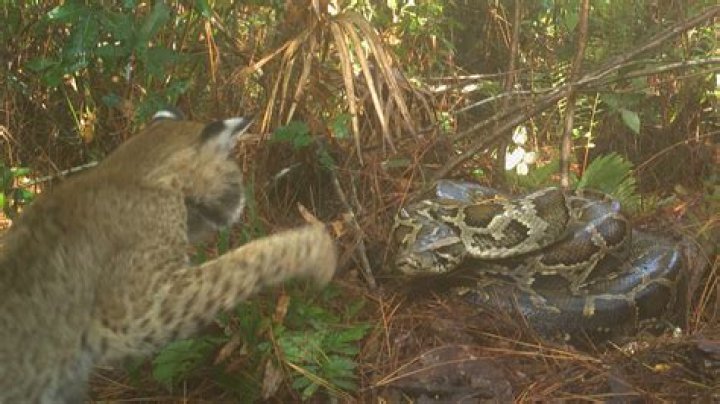 	Bobcats with a taste for python eggs might be the guardians of Florida’s swamp	