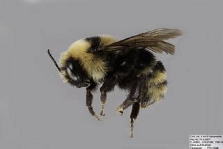 Bombus insularis - Alchetron, The Free Social Encyclopedia