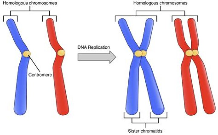 Brittney Griner: Understanding Chromosomes And Their Role In Her Identity