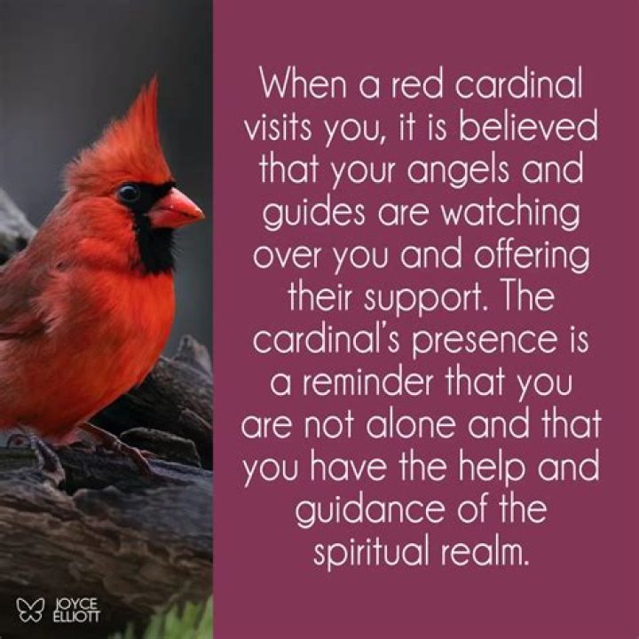 Cardinal Bird Visits Meaning: A Deep Dive Into Symbolism And Significance