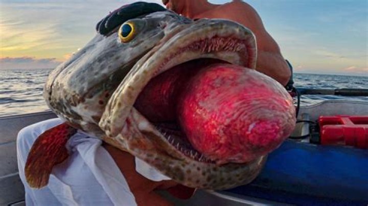 	Catch a weird fish? Send photo, win prize	