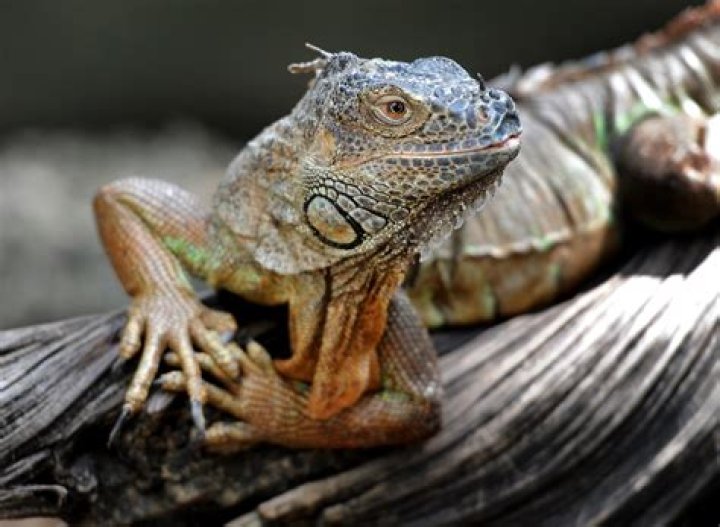 	Chicken of the trees: Eating South Florida’s iguanas	