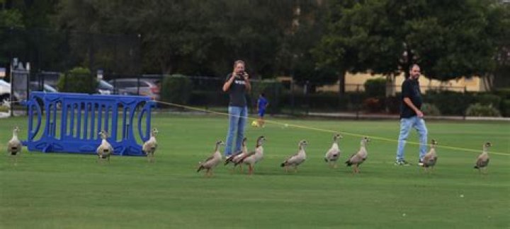 	City wants geese gone for simple crime: Pooping in the park	