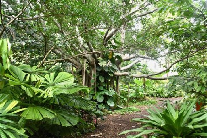 	Constitution Park Arboretum includes rain forest	