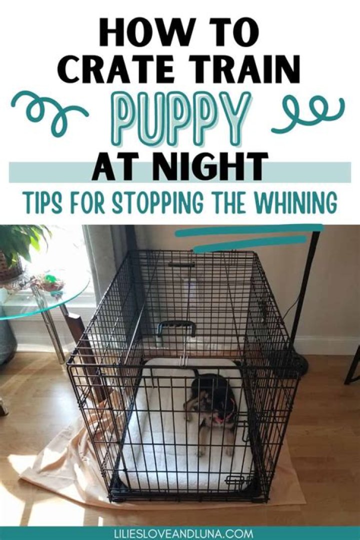 	Crate training a dog at night	