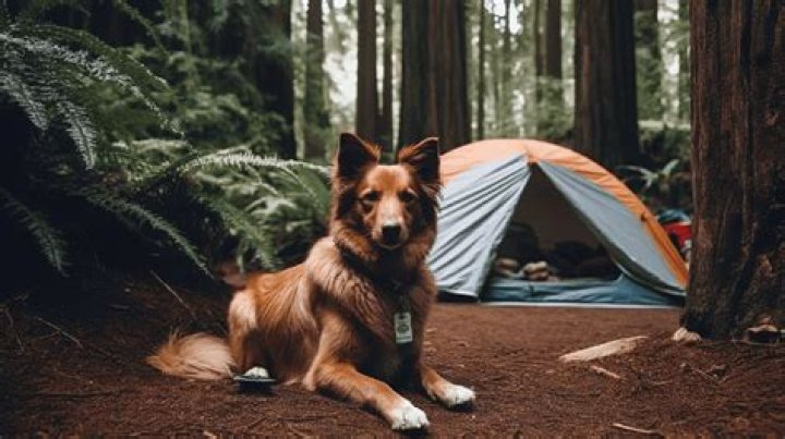 DCNR to allow more pet-friendly campsites at state parks in 2022