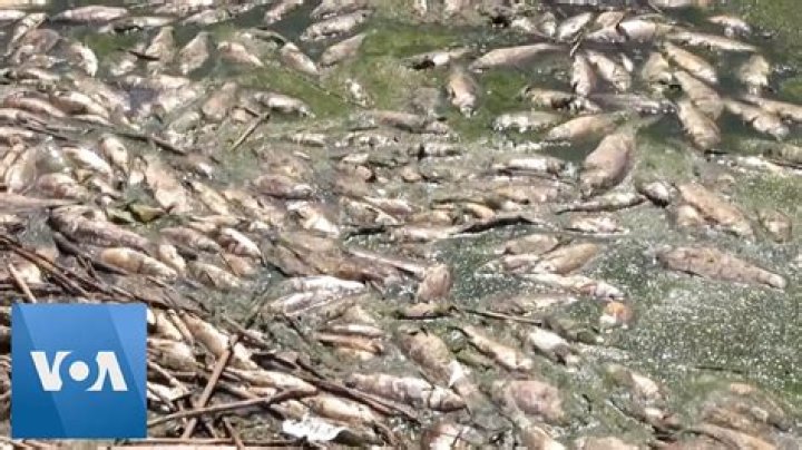 Dead fish found floating in Somerset Lake after fish salvage