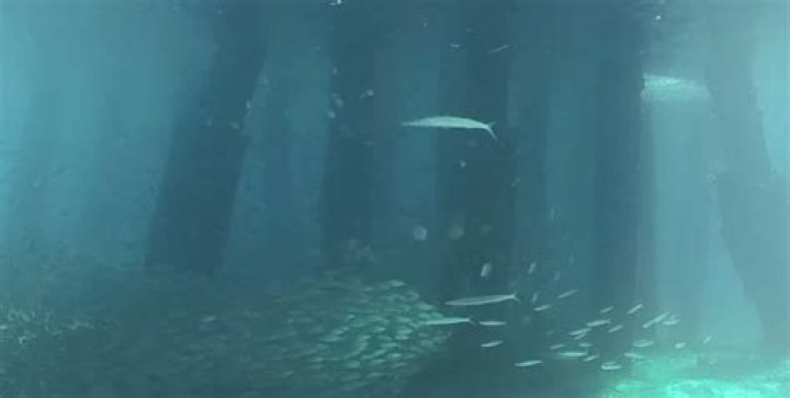 	Deerfield’s popular underwater webcam to be back live in a few weeks	