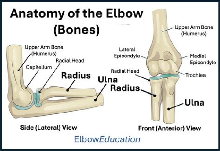 Develop Your Arms Around The Elbow