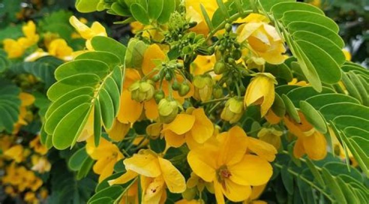 	Distinct differences between her cassia tree and her neighbor’s	