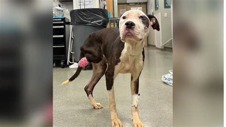 Dog beaten, needing amputation, after cruelty and abuse in Chester Co.