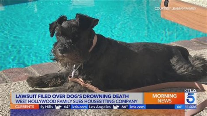 	Dog drowns after it’s thrown in pool during domestic dispute, cops say	