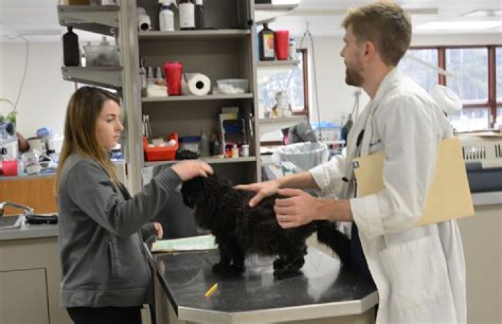Dr. Olivia Stubbins-Belson: A Renowned Veterinarian Committed To Animal Welfare