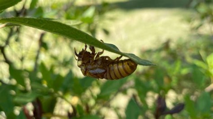 Dual cicada broods begin to emerge simultaneously for first time in more than 200 years