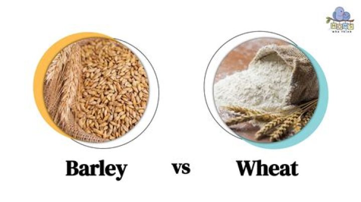 	EGG BARLEY IS NOT BARLEY, OR EVEN A GRAIN	