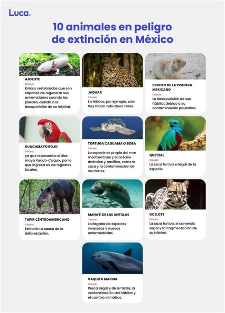 En Peligro De Extinción Letras - En Peligro De Extinción Traducciones