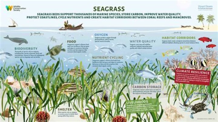 
Environment |	Special report: Where has Florida’s seagrass gone, and can we bring it back?	