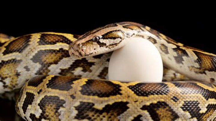	Everglades pythons hide in plain sight, but hunt may resume	