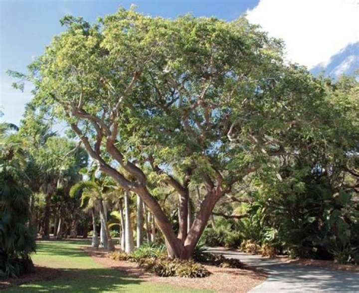 	Fairchild’s Tropical Garden Column: Small trees for small spaces	