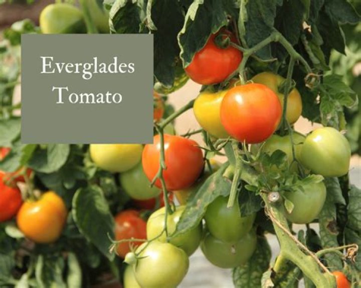 	February plant of the month: Everglades tomato	