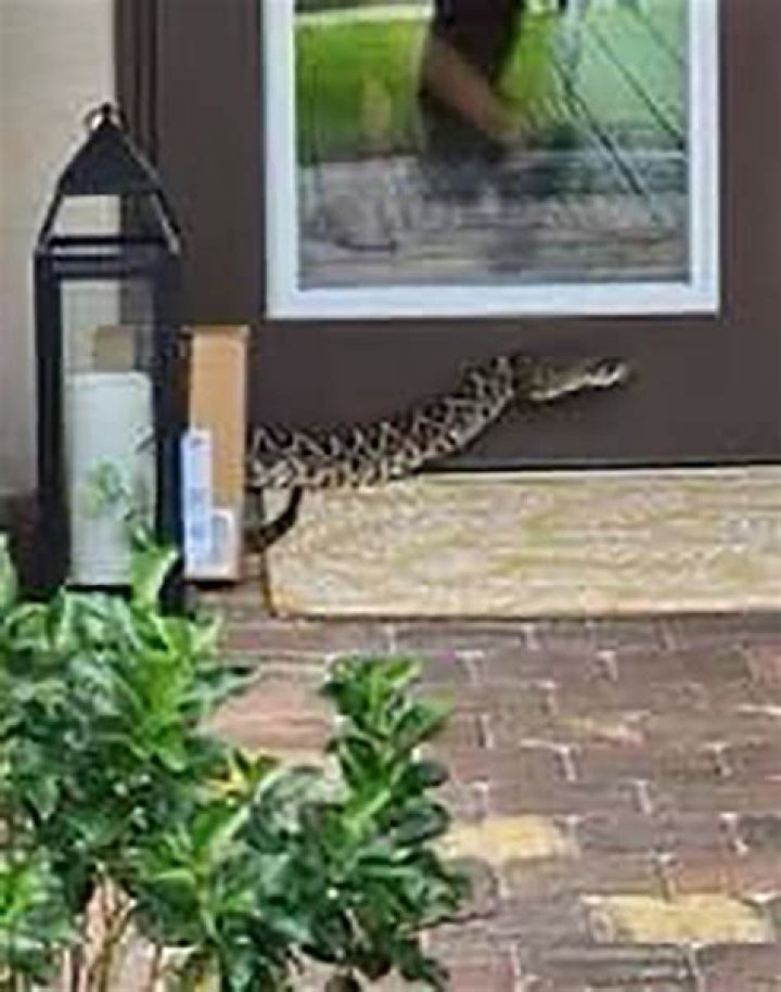 
Florida News |	Amazon worker bit by rattlesnake while delivering package in Florida	