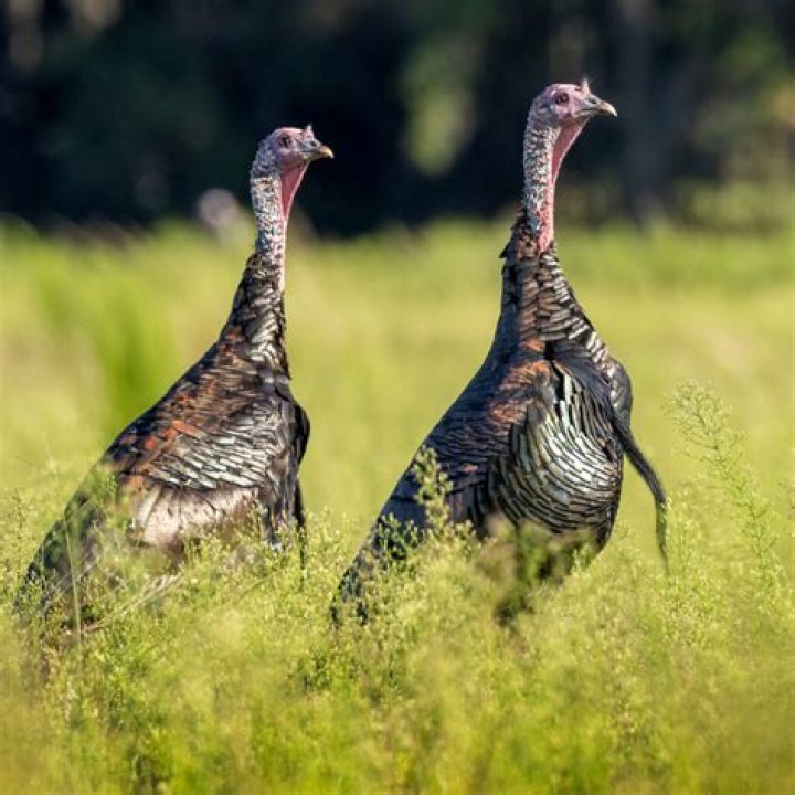 	Florida’s unique turkey species gobbles on	