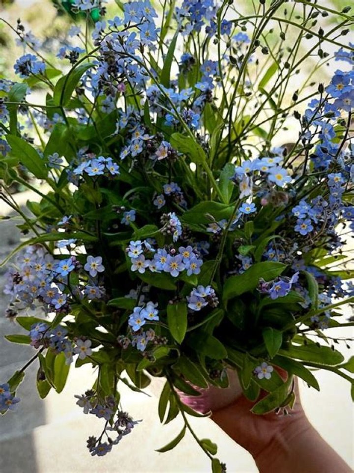 Forget Me Not Appeal resources