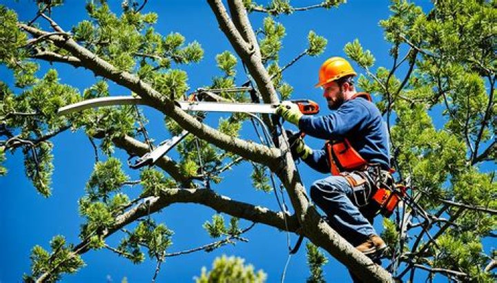 	FPL looks to cities, counties to regulate tree trimming for next storm season	