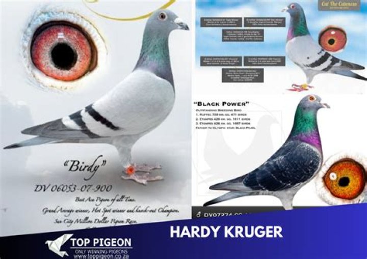 Hardy Krüger Vermögen