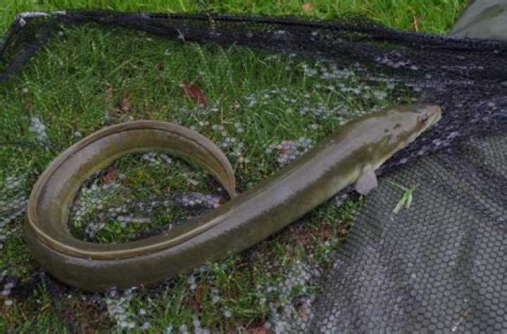 Help Design an Encounter with a Giant Eel