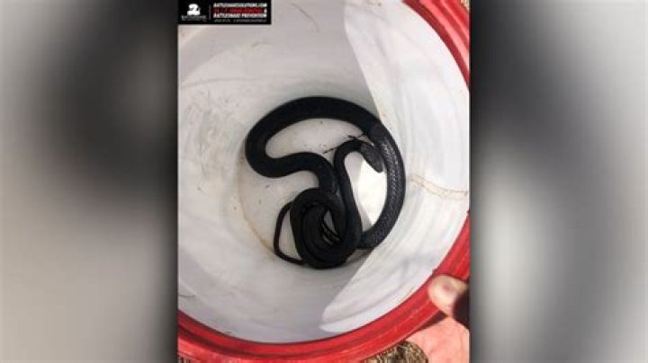 Hissing snake pulled from Arizona toilet in 'once-in-a-million' flush