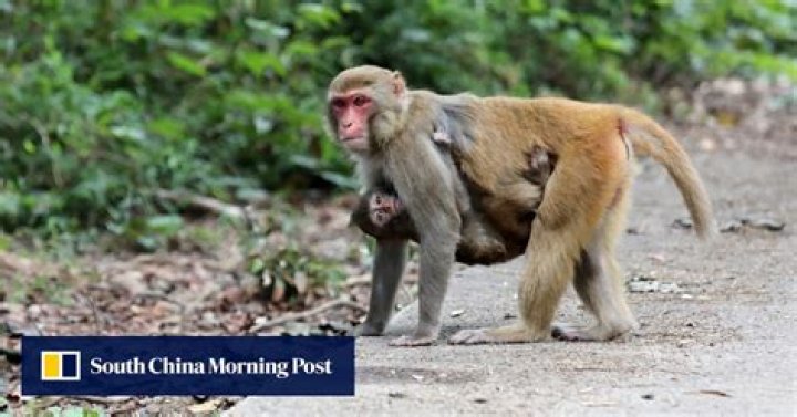 Hong Kong’s first human case of B virus fighting for his life after monkey attack