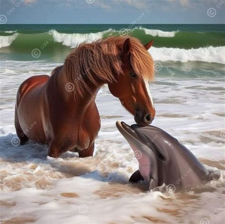 	Horses and Dolphins	
