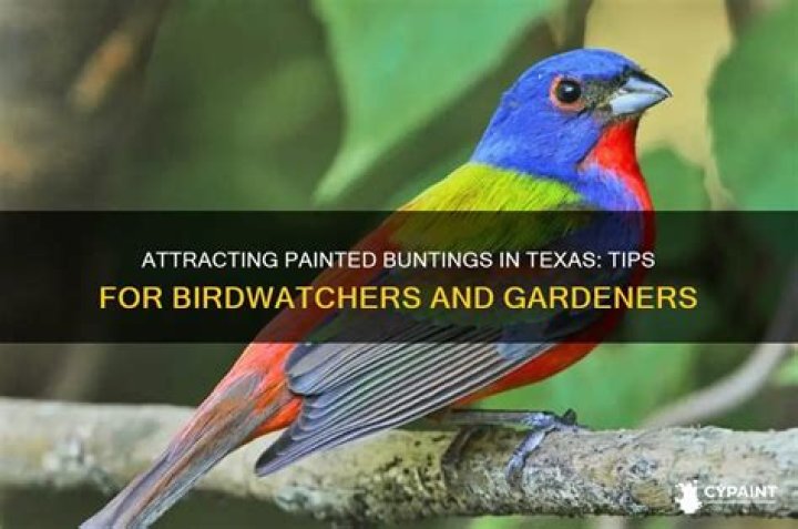 	How to attract painted buntings	