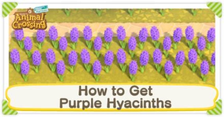 How to Get Purple Hyacinth Guide