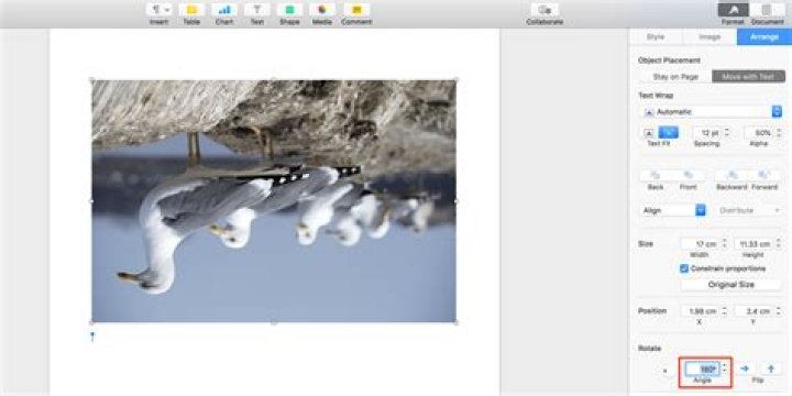 How to Turn a Photo Upside Down in Word, Apple Pages, and Google Docs