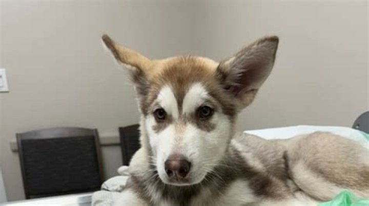 Husky puppy found abandoned in Boggs Township; PSP investigating