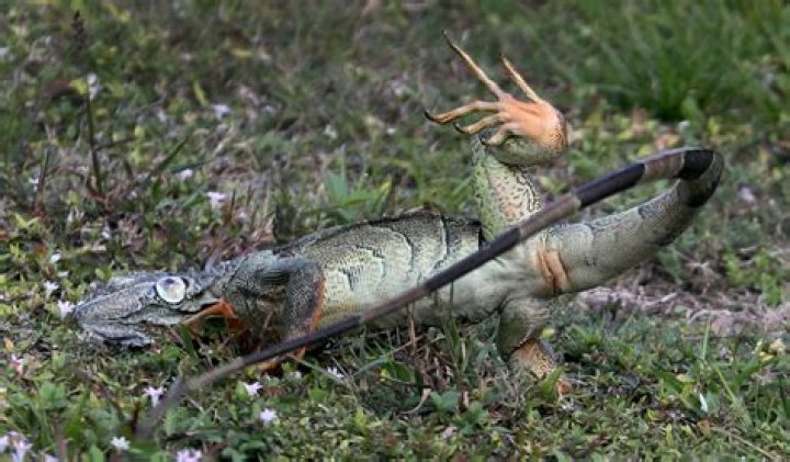 	Iguana killers: Hunts around South Florida backyards become a tourist attraction	